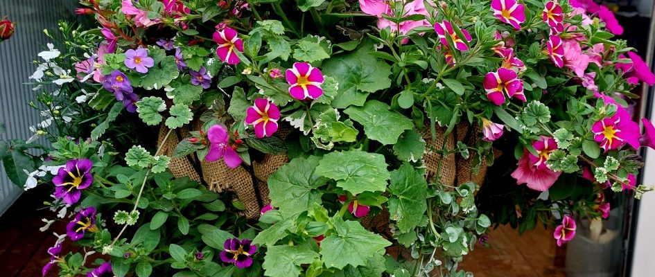 Workshop Engelse Hanging Basket zaterdag 8 maart