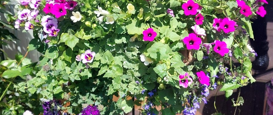 Inschrijving Workshop Hanging Basket bij Bloeiers is geopend!